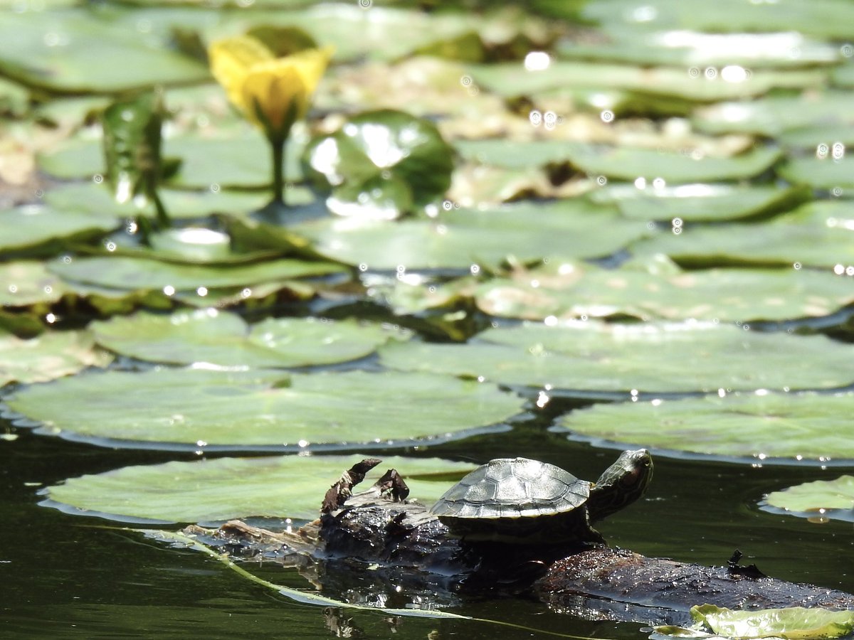 Tony (@tparkslope) on Twitter photo It’s a big world out there my little friend. Baby turtle in Prospect Park today. <a href="/BirdBrklyn/">Brooklyn Bird Alert</a> <a href="/prospect_park/">Prospect Park</a> It’s a big world out there my little friend. Baby turtle in Prospect Park today. <a href="/BirdBrklyn/">Brooklyn Bird Alert</a> <a href="/prospect_park/">Prospect Park</a>