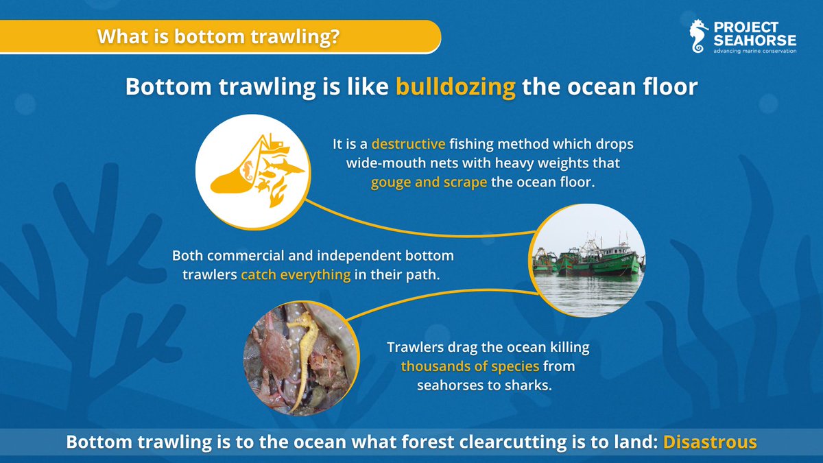 Bottom trawling wrecks the ocean floor, killing everything in its path!

We’re working to protect marine life and end destructive fishing practices. 

🔗 Visit projectseahorse.org/limiting-fishe… to learn more 

#BottomTrawling