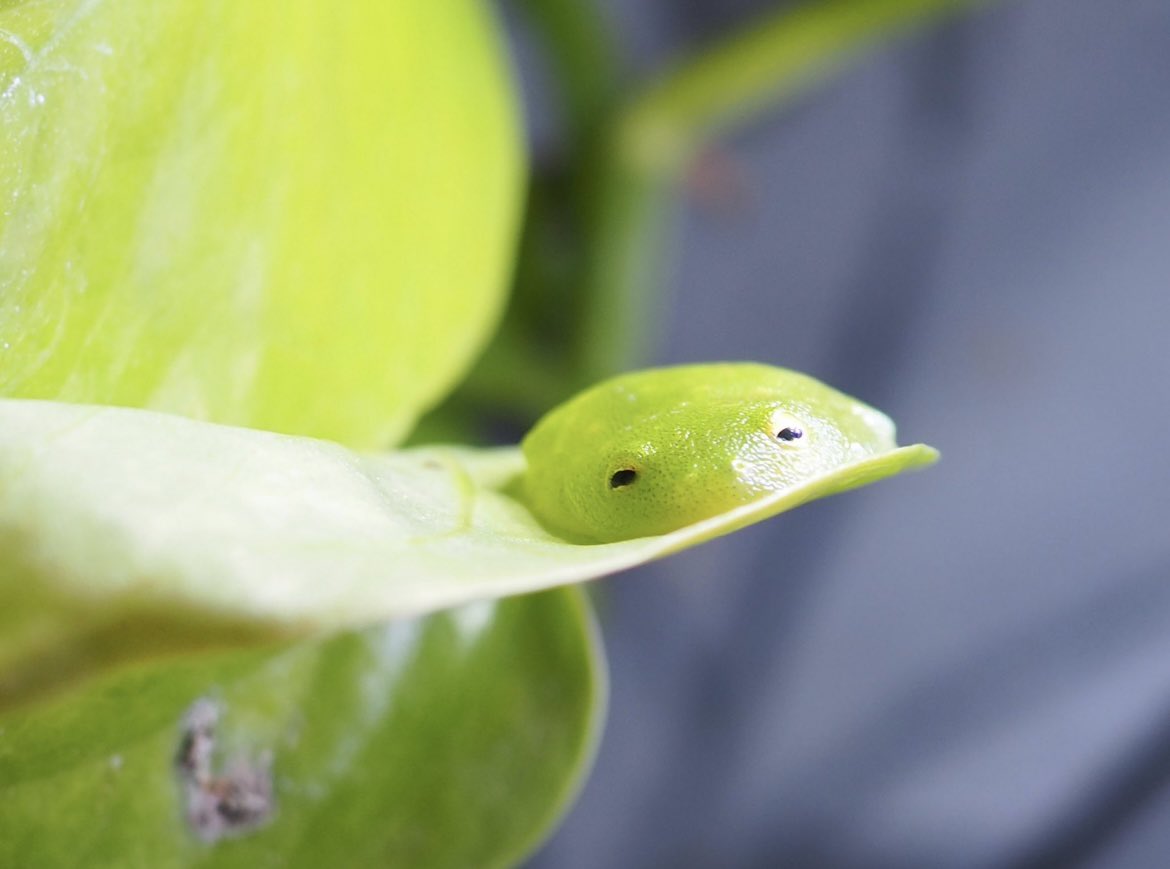 カエルもそこそこ溶ける生き物なんですよね…