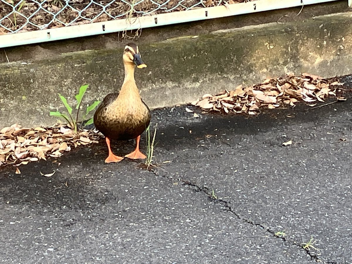 #ウオーキング  #鴨 
今朝の早朝ウオーキングで、出会った鴨🦆は、近寄っても逃げずに寄ってきました。

何かを話しかけてくるようです👏👏
#白岡市