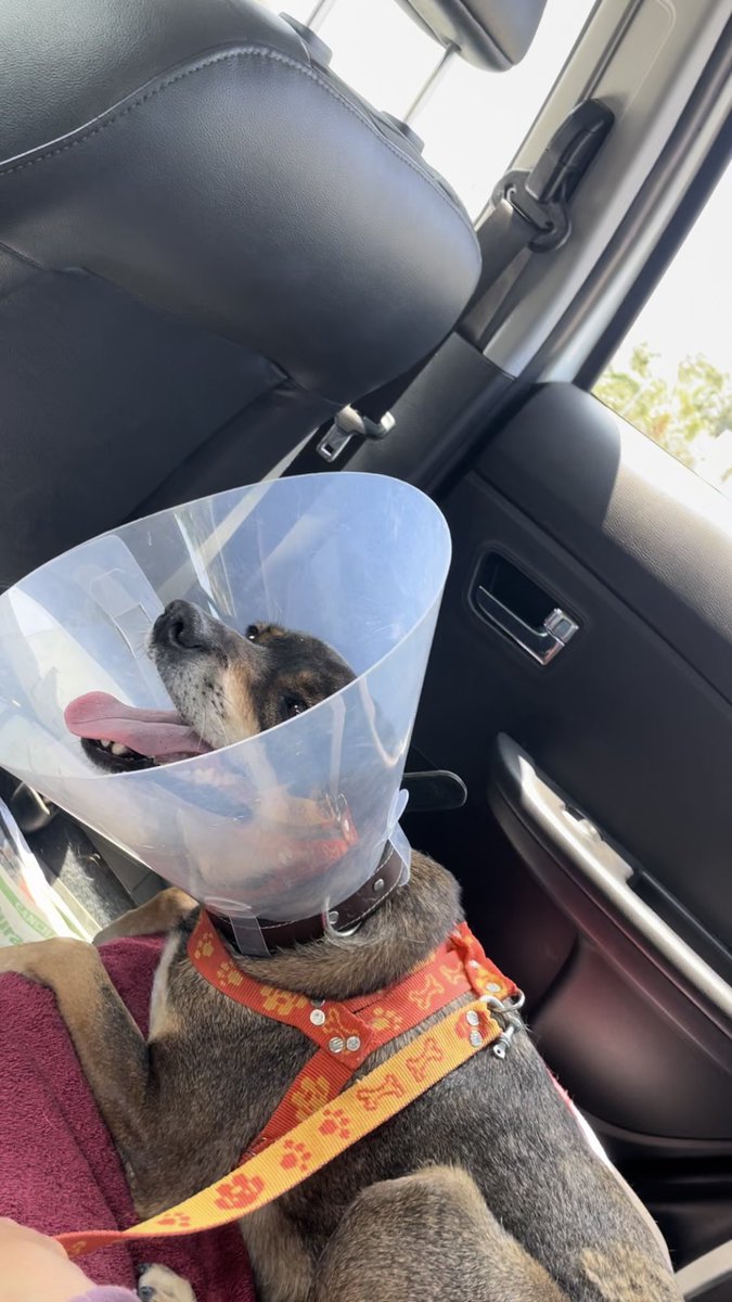 hellencarrionm's tweet photo. Que difícil es no tenerte aquí conmigo mi gordita Khloe.
Aquí hace casi 3 añitos cuando se te hizo tu orejita de empanada, todo el tiempo cuidándote y ahora no te cuide de la persona que te quitó la vida💔 https://t.co/w4QCDMS4US
