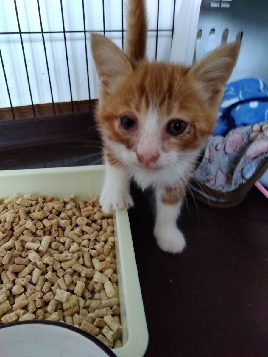 今年も子猫の保護が続いてます。
連日ご飯やミルク等々たくさんご支援をいただいております。
皆様の支えにより続けられています。ありがとうございます🥺

今週は日曜日に営業時間の変更がございます。申し訳ないです。ご来店予定のお客様、ご確認お願いいたします。