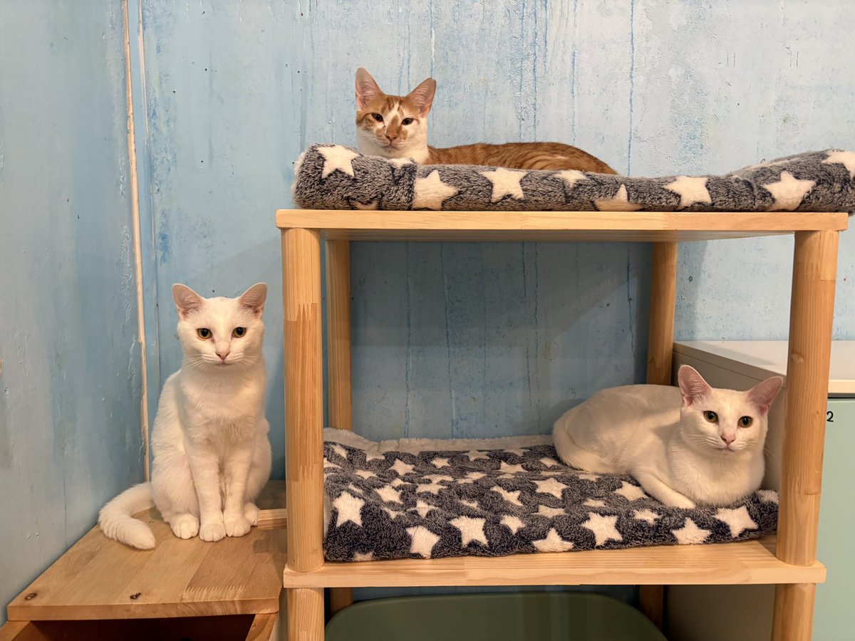 dear_cat_cafe's tweet photo. 今年も子猫の保護が続いてます。
連日ご飯やミルク等々たくさんご支援をいただいております。
皆様の支えにより続けられています。ありがとうございます🥺

今週は日曜日に営業時間の変更がございます。申し訳ないです。ご来店予定のお客様、ご確認お願いいたします。 https://t.co/XWLnPvAVUP