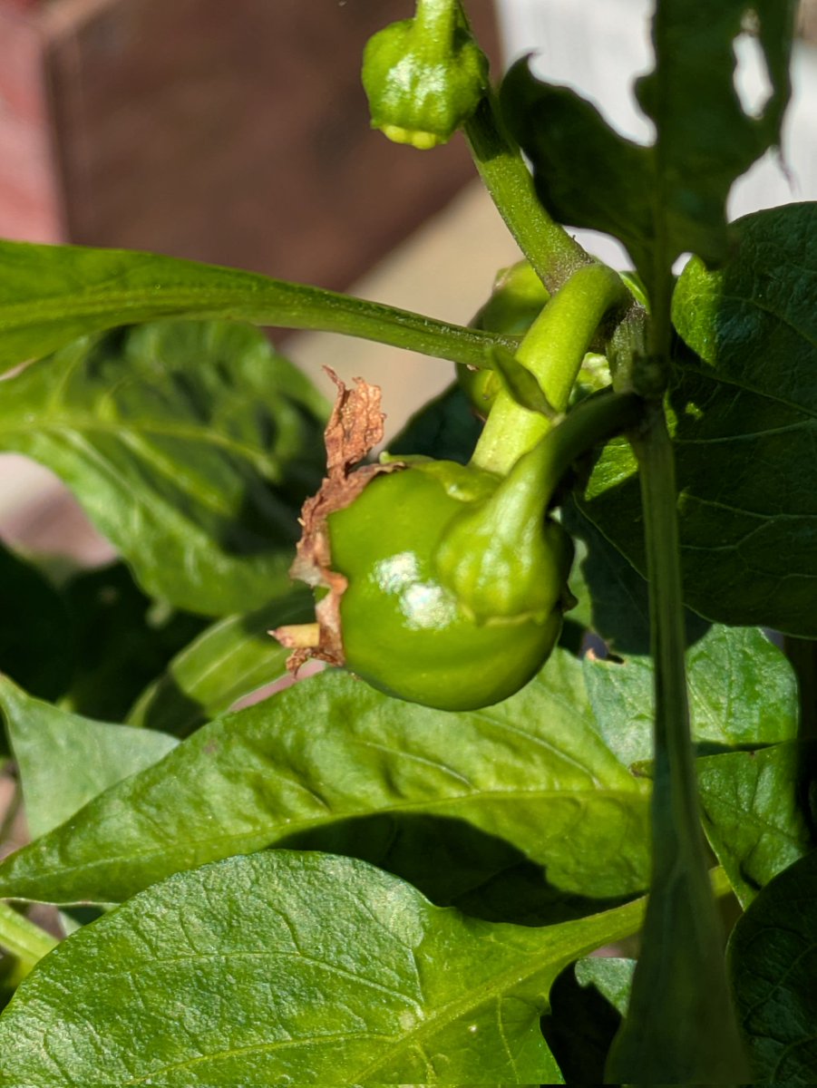 パプリカが実をつけてました🤤2年目苗、生長がゆっくりですが、ゆっくりと収穫の時を待ちます☺️