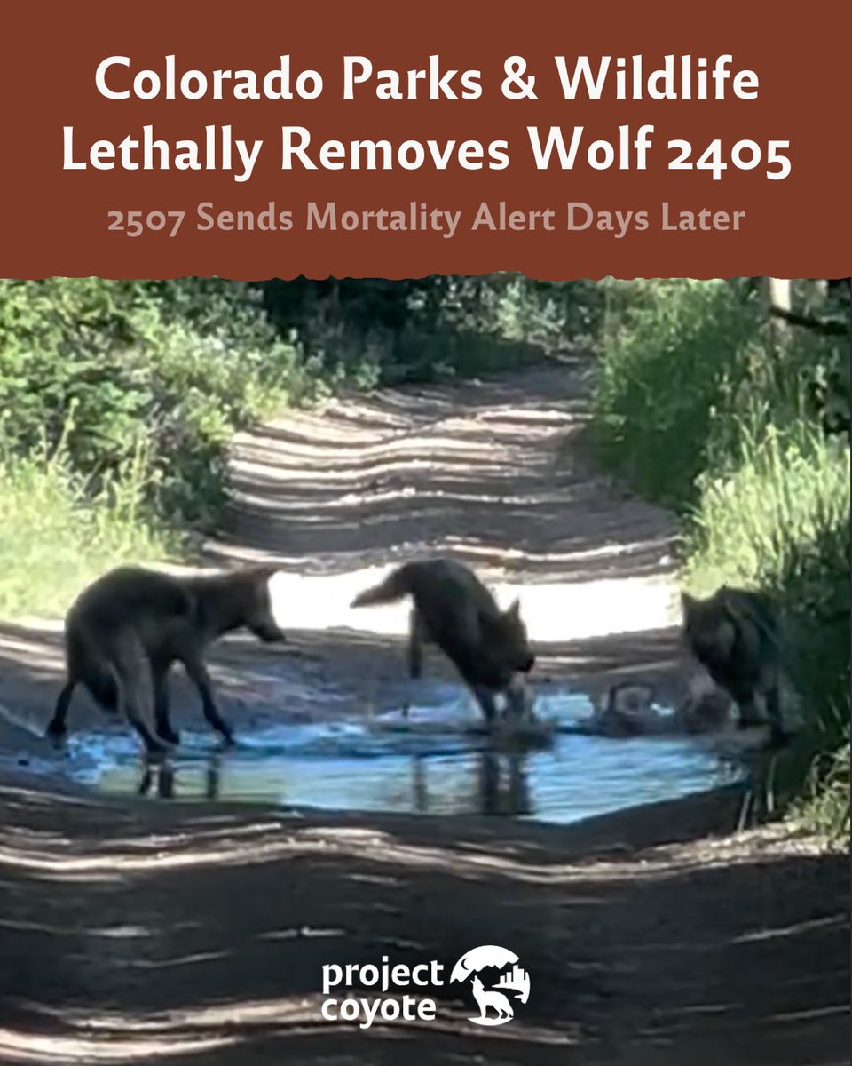 On May 29, CPW lethally removed gray wolf 2405, a yearling from Colorado’s first naturally formed wolf pack since reintroduction.

Learn more in this blog by Project Coyote’s Science Advisory Board Member Marc Bekoff: tinyurl.com/65nzxzmr

📷 Mike Usalavage