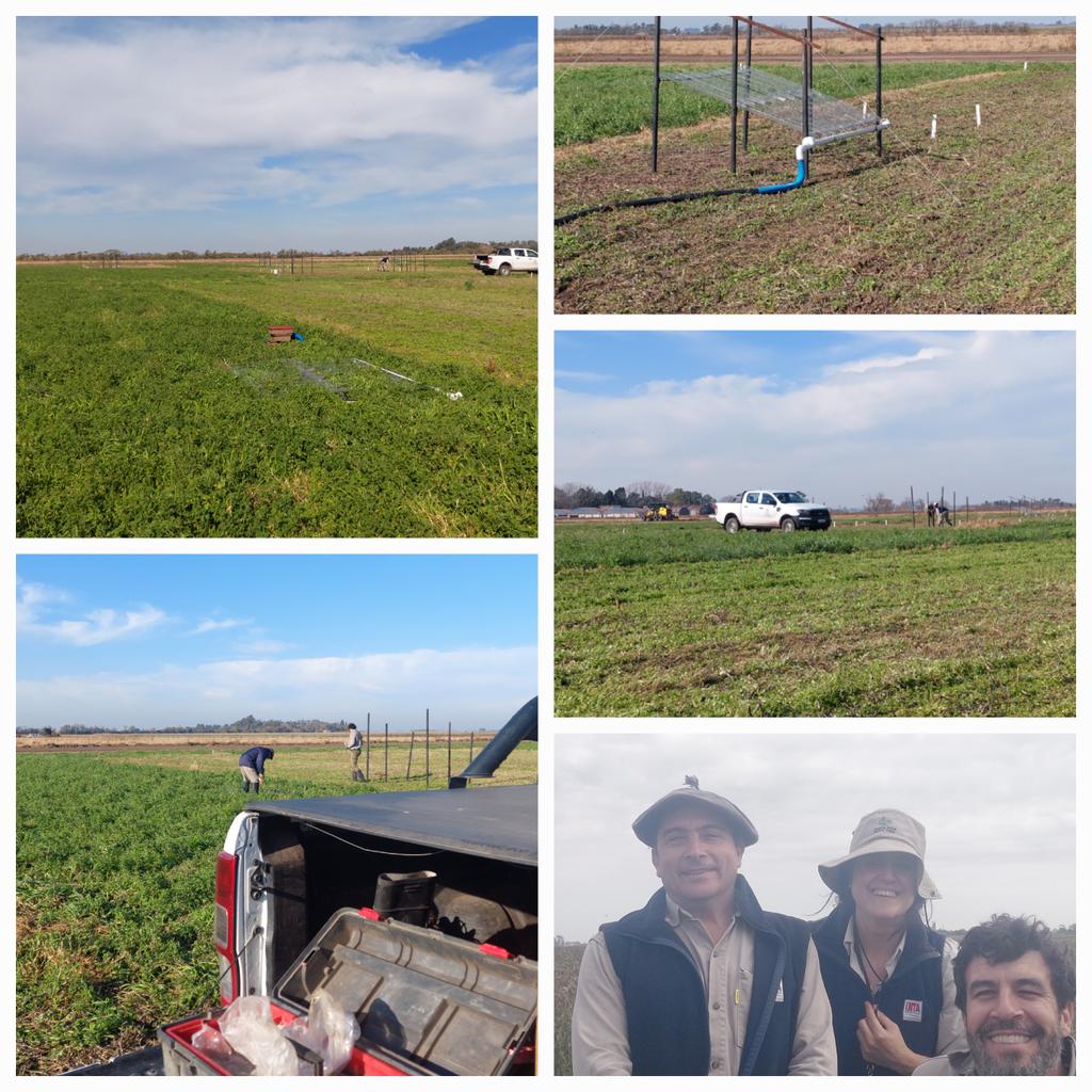 Rain shelters (2023-2025) in a long-term cover crop trial
#nitrousoxide #carbonsequestration
 #productivity
last measurement period💪 <a href="/EJP_TRUESOIL/">EJP-Soil TRUESOIL</a> <a href="/gabrielaposse/">gabriela posse</a> <a href="/FrasierIleana/">Ileana Frasier</a> <a href="/AnaP_Giannini/">Ana Giannini</a> #silvinaportela #fabiovillalba 
#diegocolombini
#intapergamino