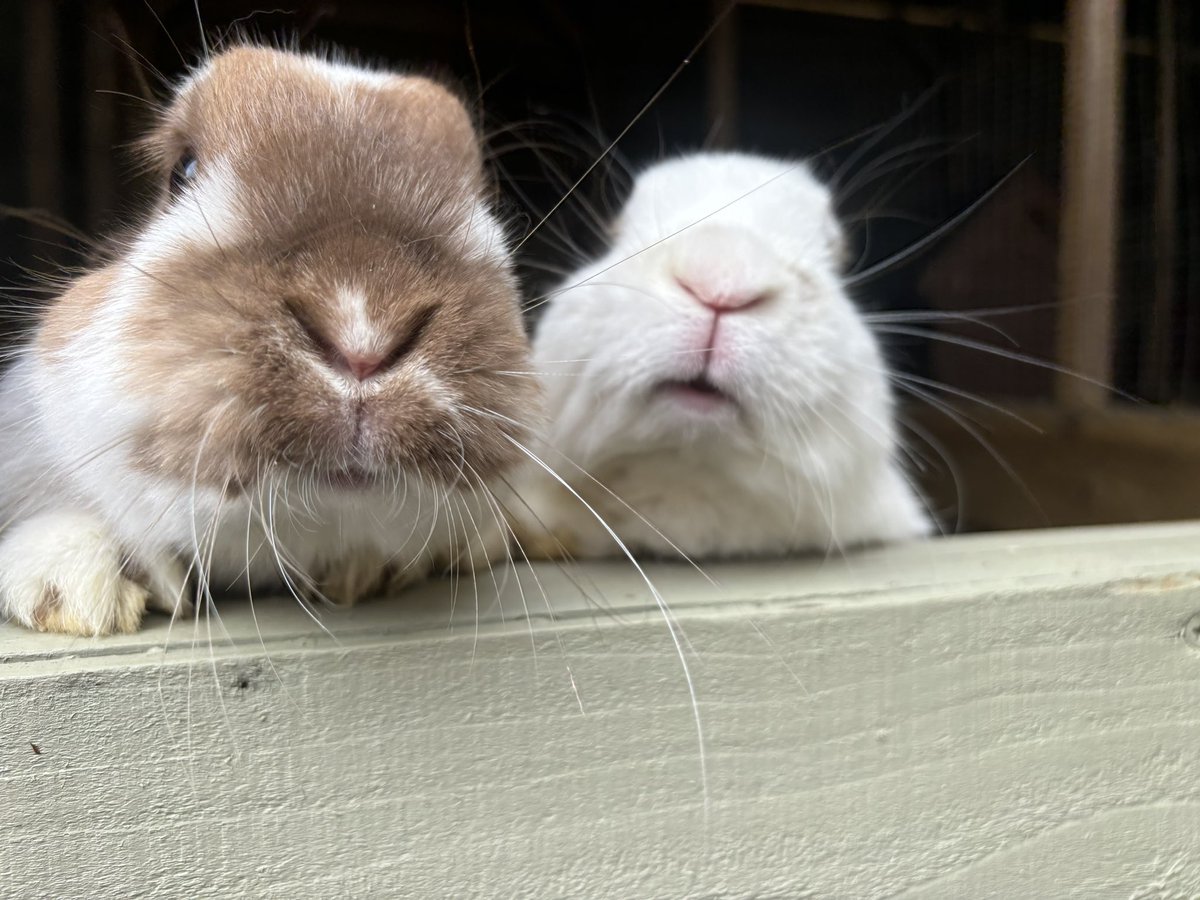 You wut hooman? 19000 followers? For us? Nooooo surely not 🤣❤️ 

This is just so amazing. We are eternally grateful 🙏