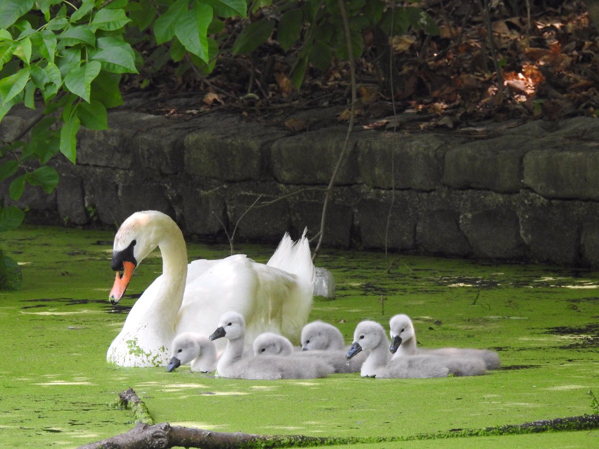 Swan family in Prospect Park today. <a href="/BirdBrklyn/">Brooklyn Bird Alert</a> <a href="/prospect_park/">Prospect Park</a>