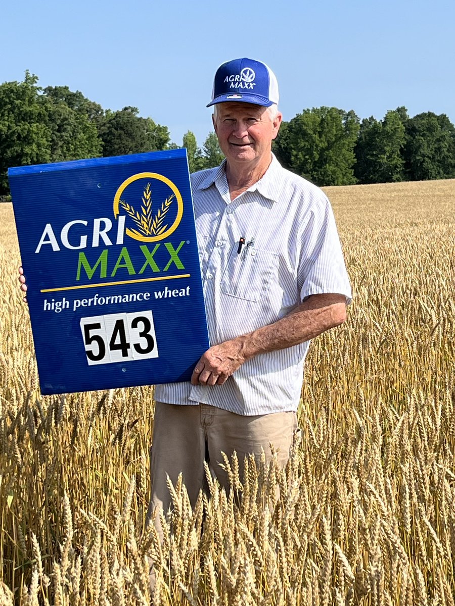 AgriMAXX Wheat (@agrimaxxwheat) on Twitter photo AM 543 is a superstar in the East. Yield stability, stiff straw, high disease resistance and good looks! Excited to see this impressive variety harvested in North Carolina.
Thanks to Tim Penninger for sending us the photos! <a href="/swcseeds13/">Clif Hardison</a> AM 543 is a superstar in the East. Yield stability, stiff straw, high disease resistance and good looks! Excited to see this impressive variety harvested in North Carolina.
Thanks to Tim Penninger for sending us the photos! <a href="/swcseeds13/">Clif Hardison</a>
