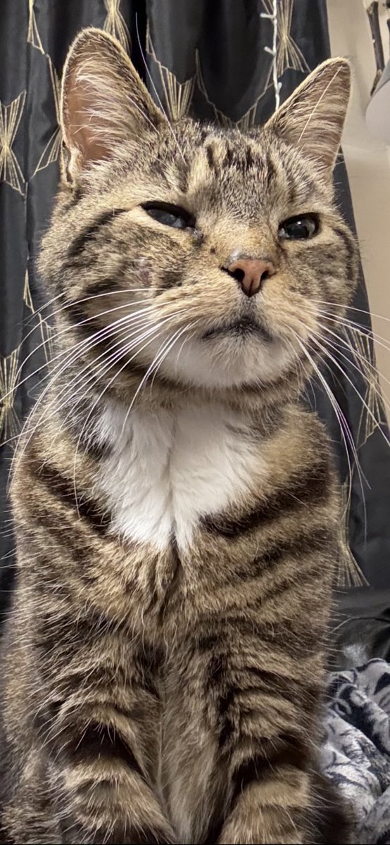 spookysghosts1's tweet photo. My beautiful cat went over the rainbow bridge tonight . He was my fur baby for 18 years . I’m truly heartbroken at losing him 💔 https://t.co/kdTQjX5joU