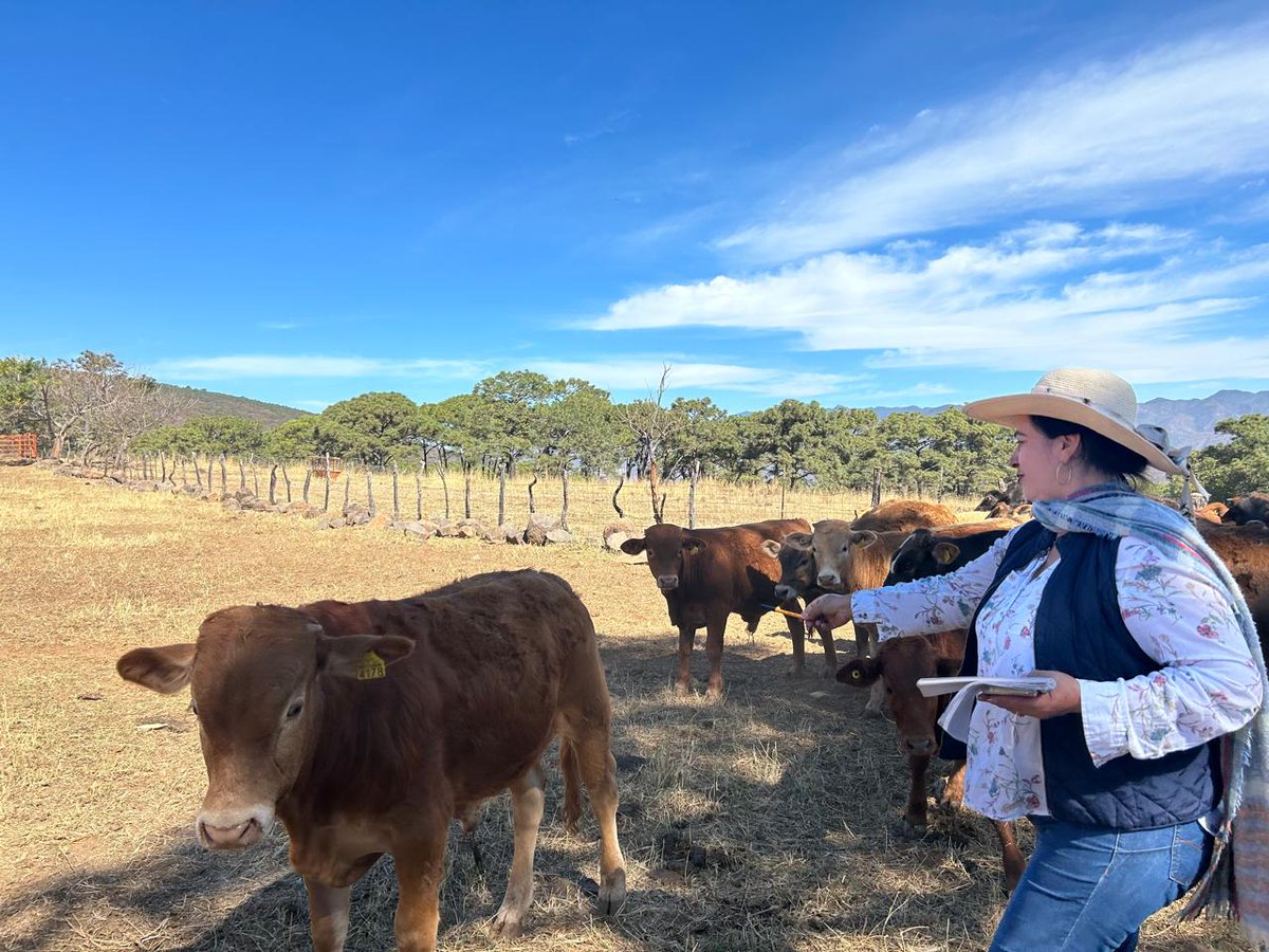 🐂🌱 +30 productores de la región de Jalisco se capacitan en ganadería sostenible, energías limpias y finanzas rurales.
El TPS impulsa una producción responsable y con futuro.

#GanaderíaSostenible #TPS #Semarnat #BancoMundial #GERF #DesarrolloRural #Sostenibilidad #Jalisco