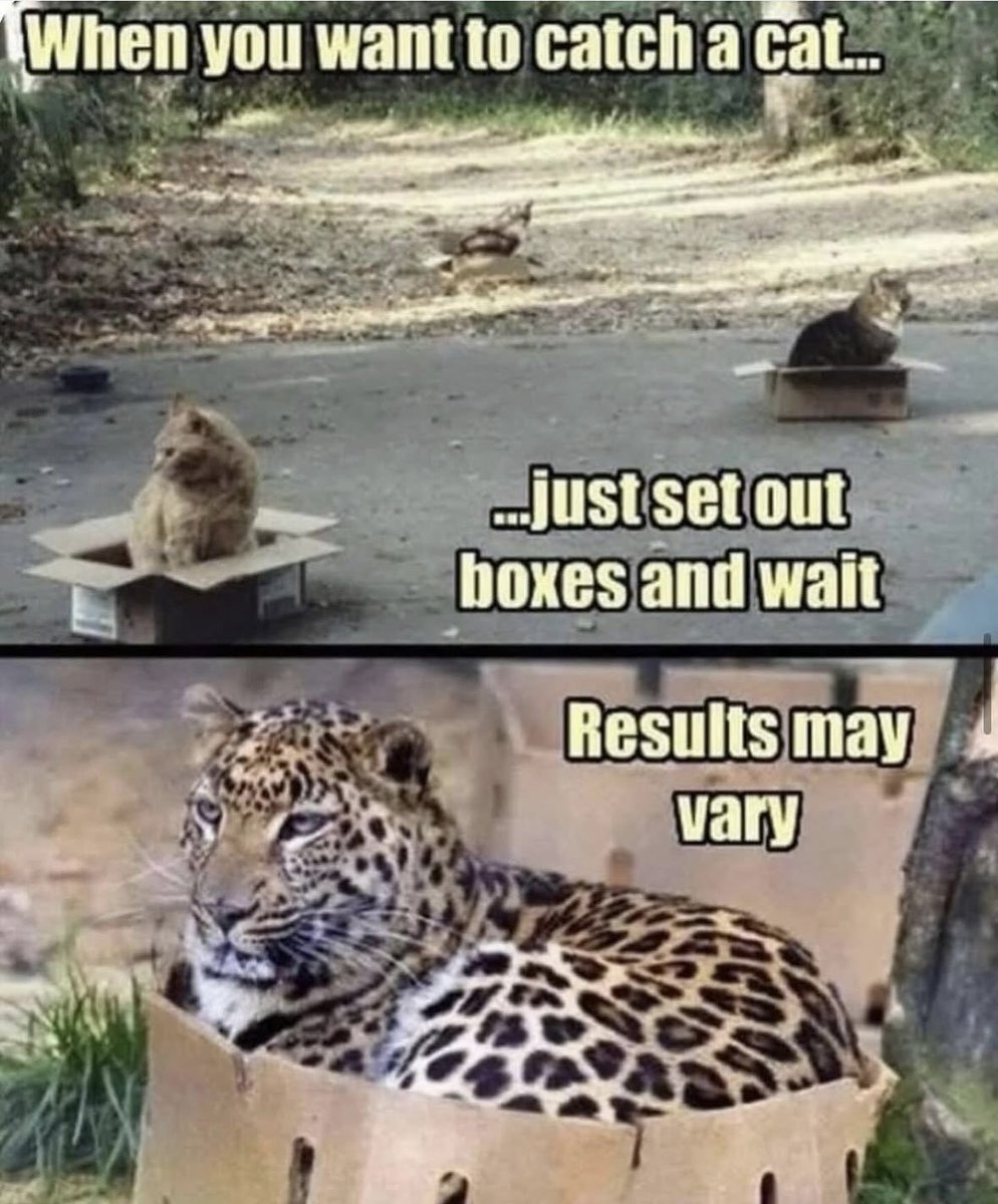 dcd728's tweet image. When you set out the #cat #boxes and get differing #results #kitties all #sizes
