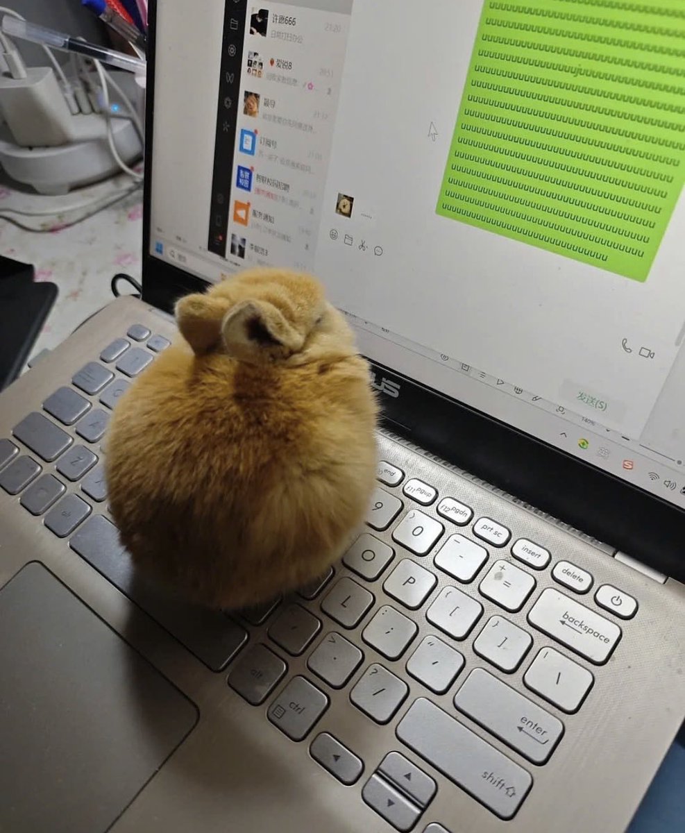 🦔 tweet media