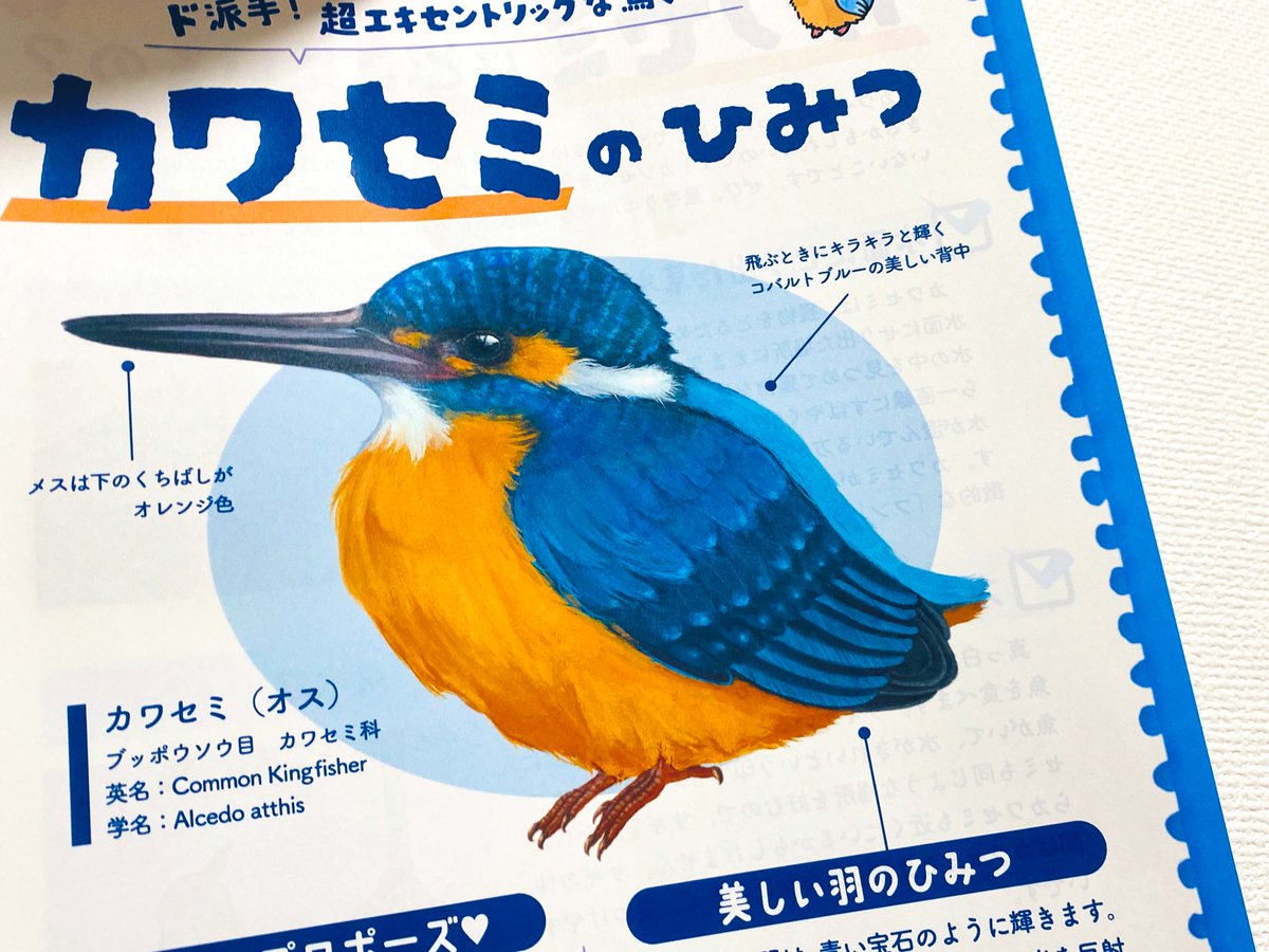 kingfisher0803's tweet image. 今週末の6/7(土)は博物マニアに出展いたします!
🔹場所:吹上ホール2階 第一ファッション展示場
🔹時間:10:00〜
新作はカワセミ求愛給餌ストラップ🧡🩵
カワセミのことが分かるフリーペーパー(ハクブツノート)も配布します!
お立ち寄りいただけると嬉しいです!