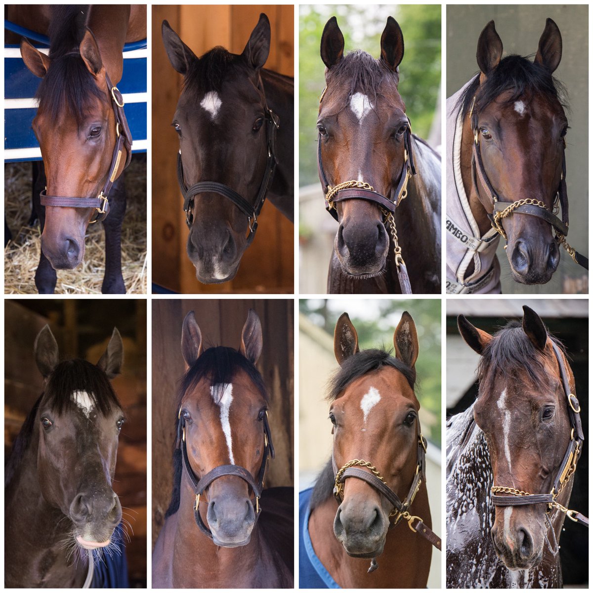 The field for this year’s G1 Belmont Stakes is just a stunning collection of some of the finest examples of the thoroughbred breed. Just look at these handsome faces!