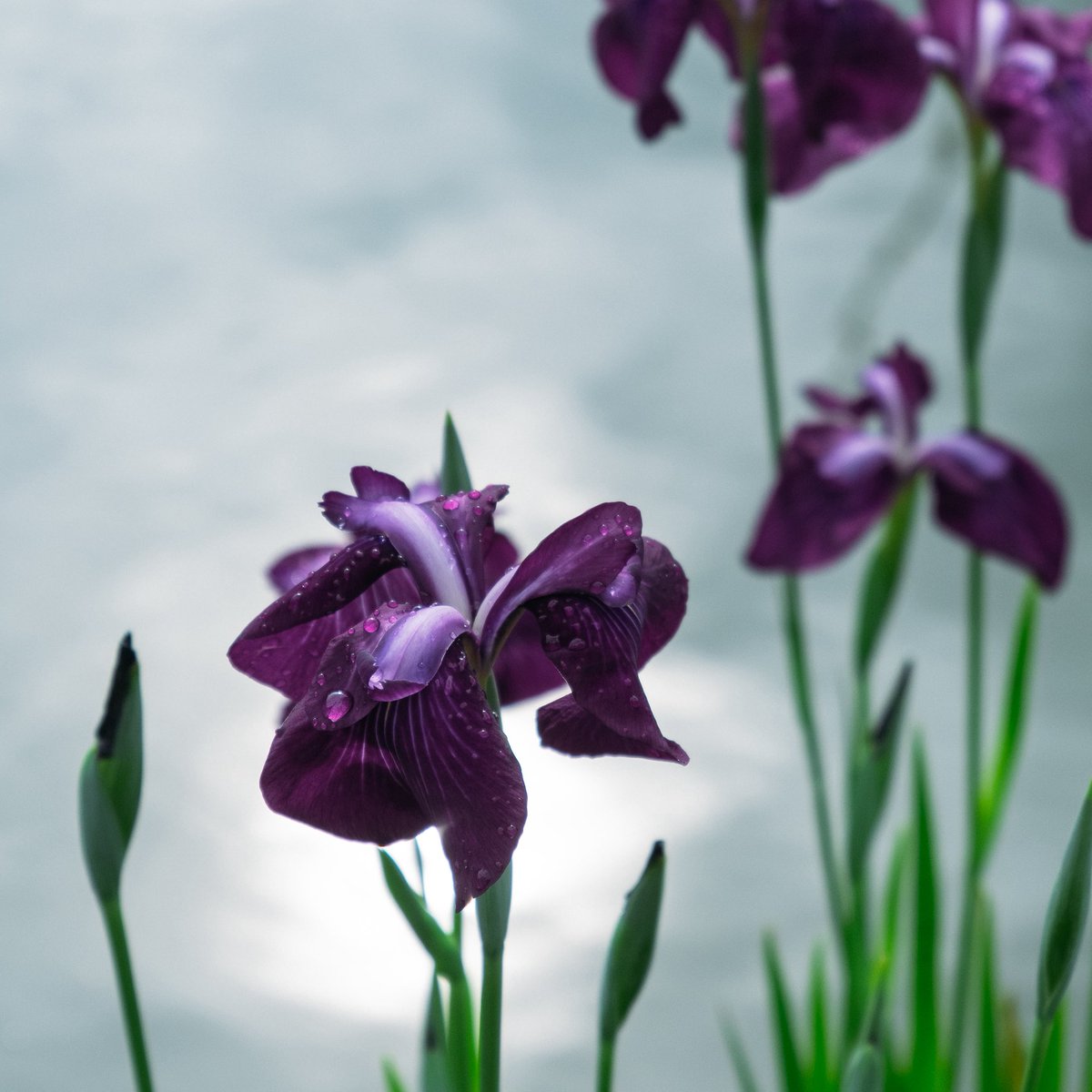 dazaifutenmangu's tweet image. 【菖蒲池】の花菖蒲は五分咲きとなり、間もなく見頃を迎えます。
明日6月6日（金）から15日（日）にかけて『菖蒲池』にて21時まで夜間のライトアップを行います。
ご参拝の折にぜひお立ち寄りください。
#太宰府 ＃太宰府天満宮 ＃花菖蒲 #天神さま #dazaifutenmangu