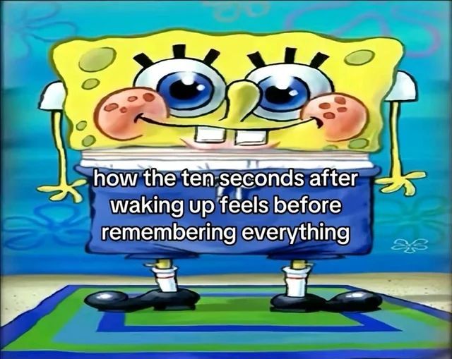 sponge.mp4 tweet media