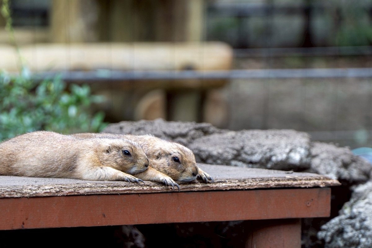 昨日上野動物園に行ったら
想像以上に動物達に癒されました☺️

暑くなり始めたからか
ぐったりしてる動物達が多かった🐼

AF（オートフォーカス）だと手前の柵にピントが吸われるので、MF（マニュアルフォーカス）の練習にめちゃくちゃなった！📸

望遠レンズが欲しくなったそんな日でした😇