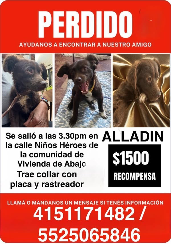 NewsSanmiguel's tweet photo. #URGENTE🔴BUSCAN A #Aladín, se salió de su casa en Vivienda de Abajo
🔴 Si lo ves marca a los números que ves en la imagen… su familia está muy preocupada por su paradero. ¿Nos ayudas a compartir🙏🏼🙏🏼🙏🏼🙏🏼?
#sanmigueldeallende #PerritosExtraviados #Peerito #Sebusca https://t.co/RuGKONvlYa