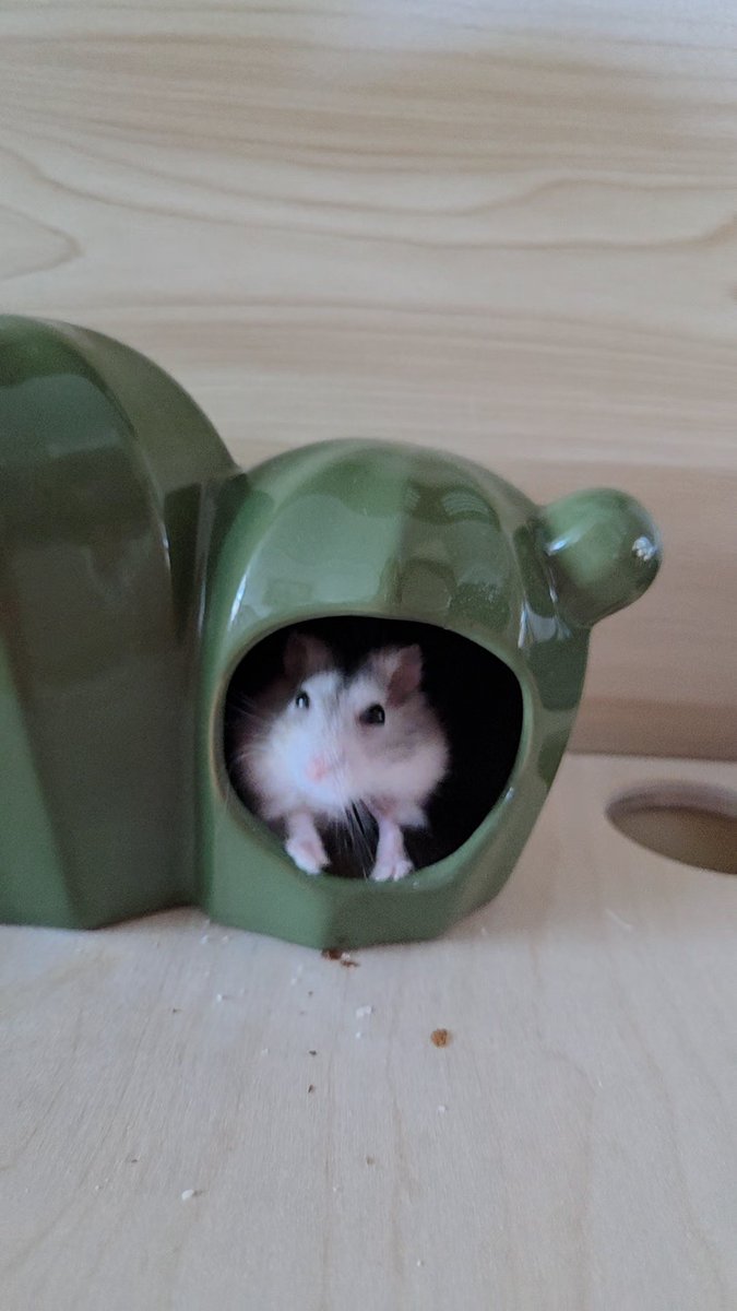 미니고양이