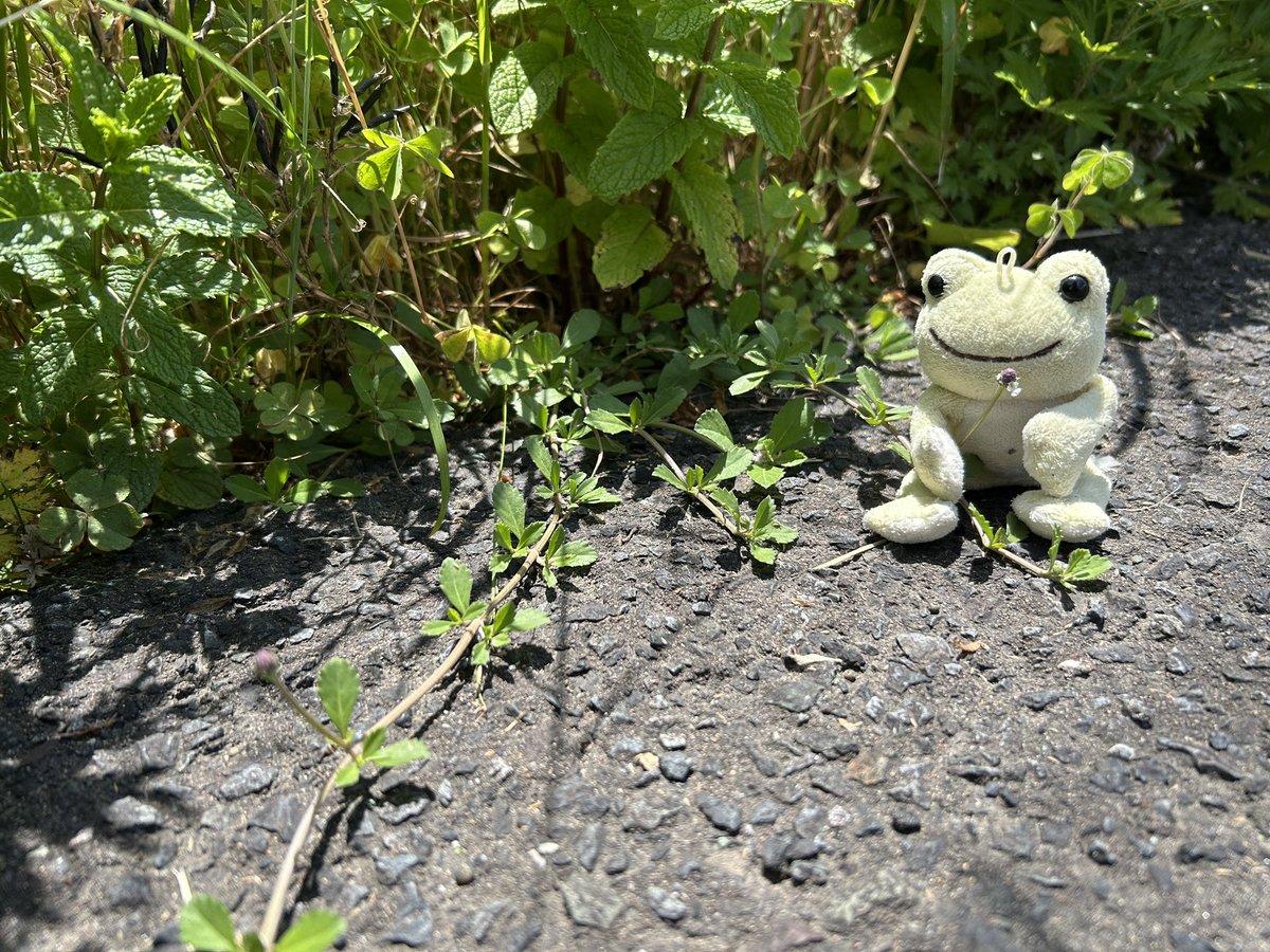 土手に生えてたイワダレソウ。
背の高い雑草が生える中から太陽の光を求めて道路側に顔を出していました😃
生命力の強いグランドカバー植物🌱
#イワダレソウ