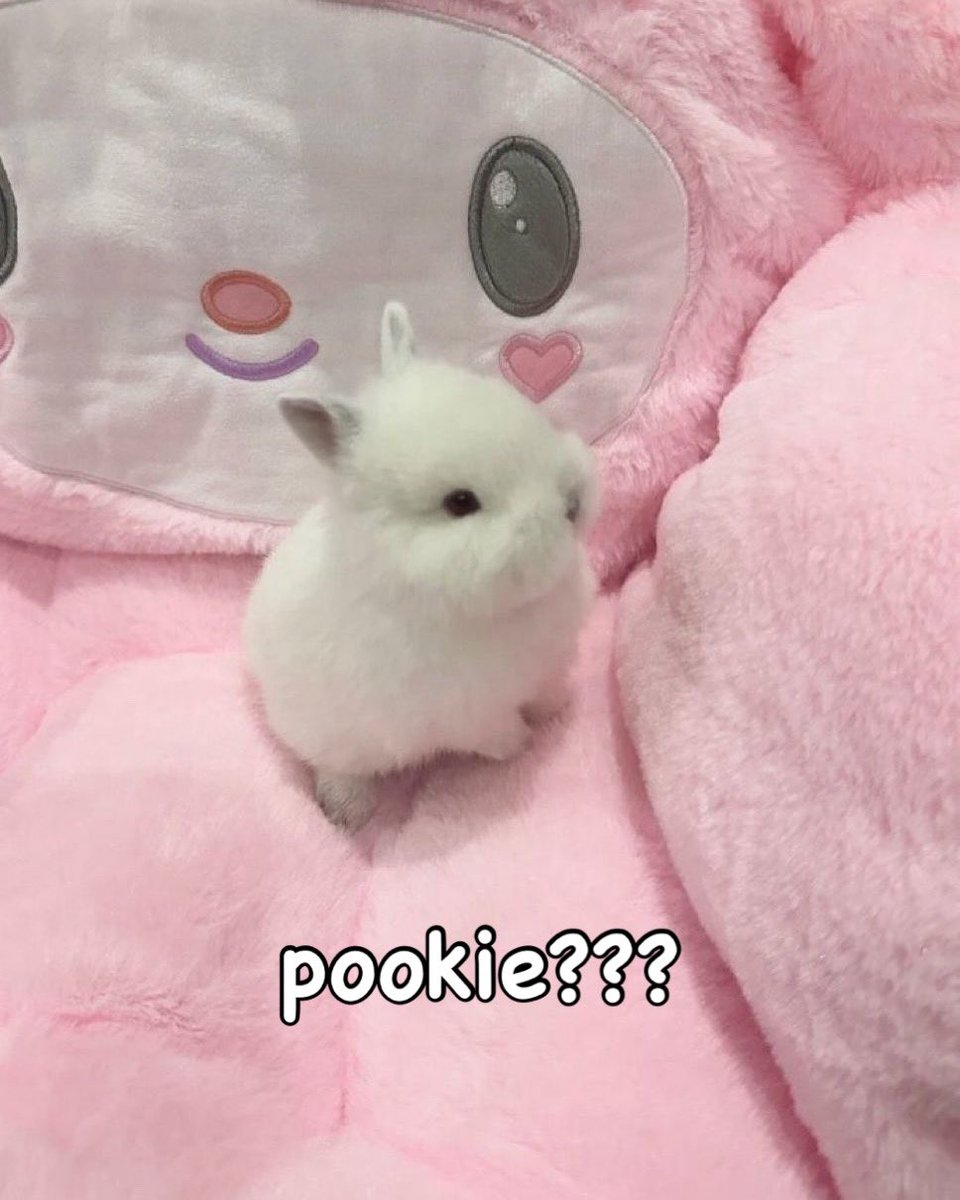 Bunnies's tweet photo. https://t.co/7LJdAJQik6