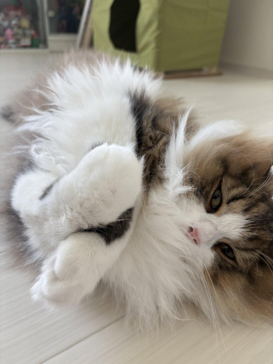 Leon_is_cats's tweet photo. ストレッチしたまま寝るレオン

#猫好きさんとつながりたい 
#猫のいる暮らし 
#ラガマフィン https://t.co/7haRzHiBbF