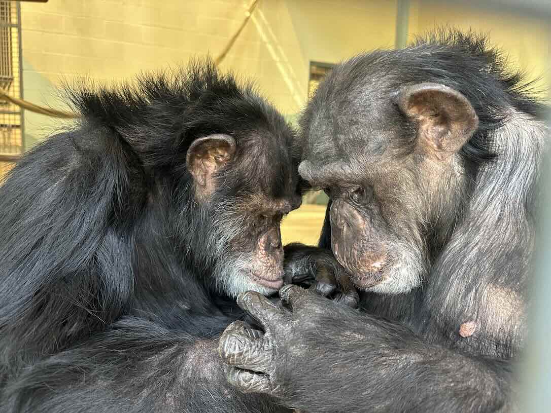 Happy Pride Month! -  chimpsnw.org/2025/06/happy-…