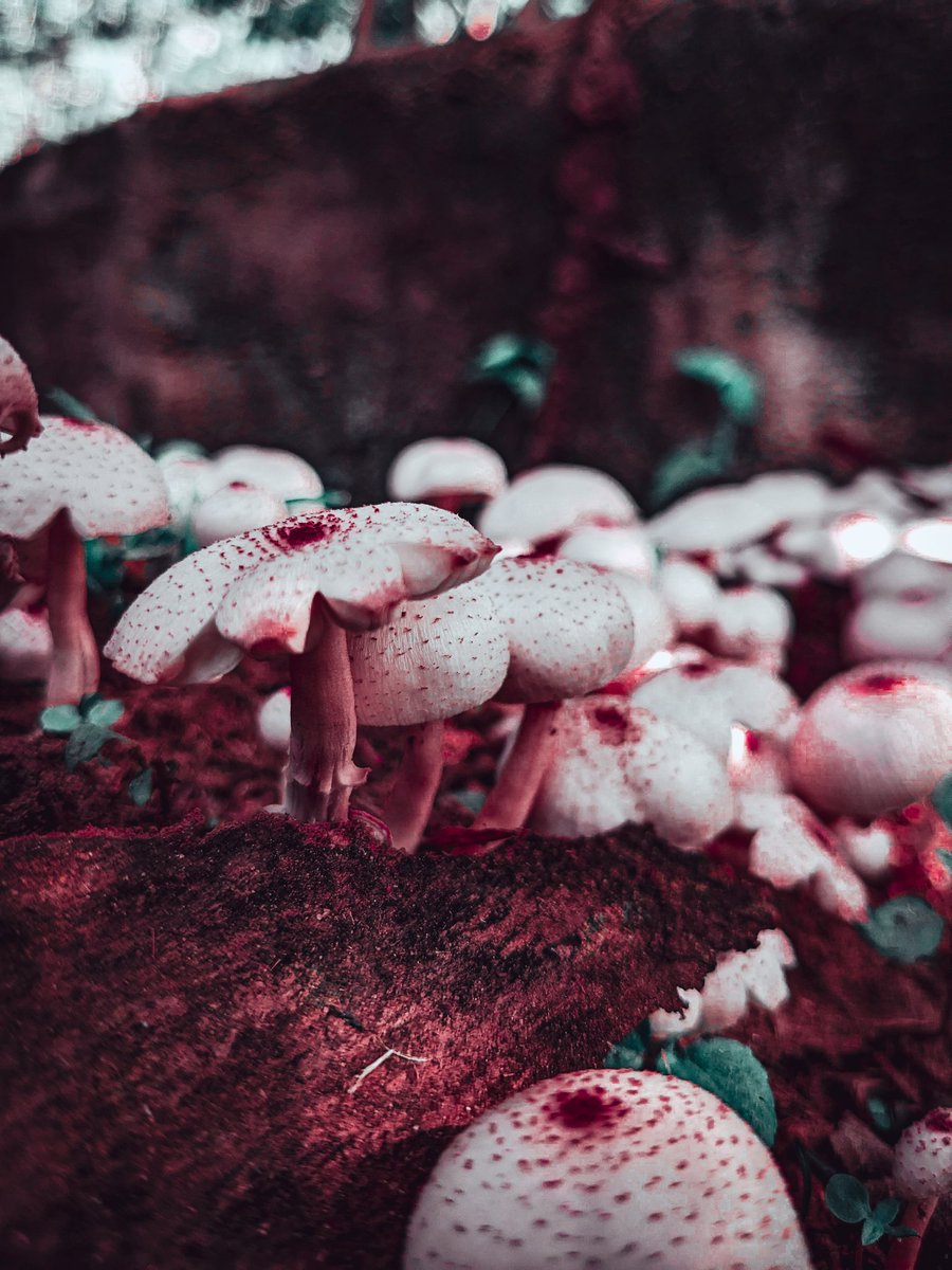 lynxid_'s tweet image. Mushrooms 🍄

#teampixel 
#pixel5