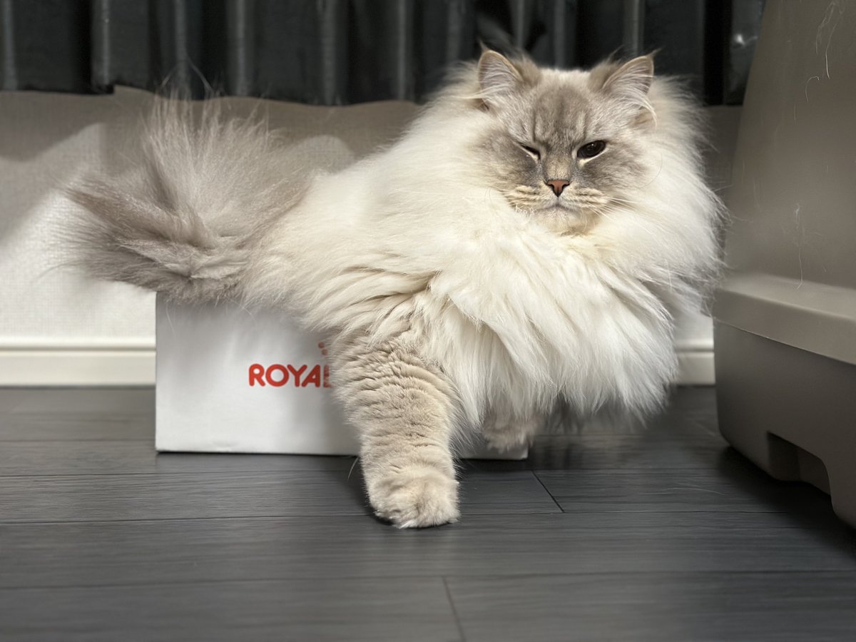 そのサイズの箱でも寛げんだ