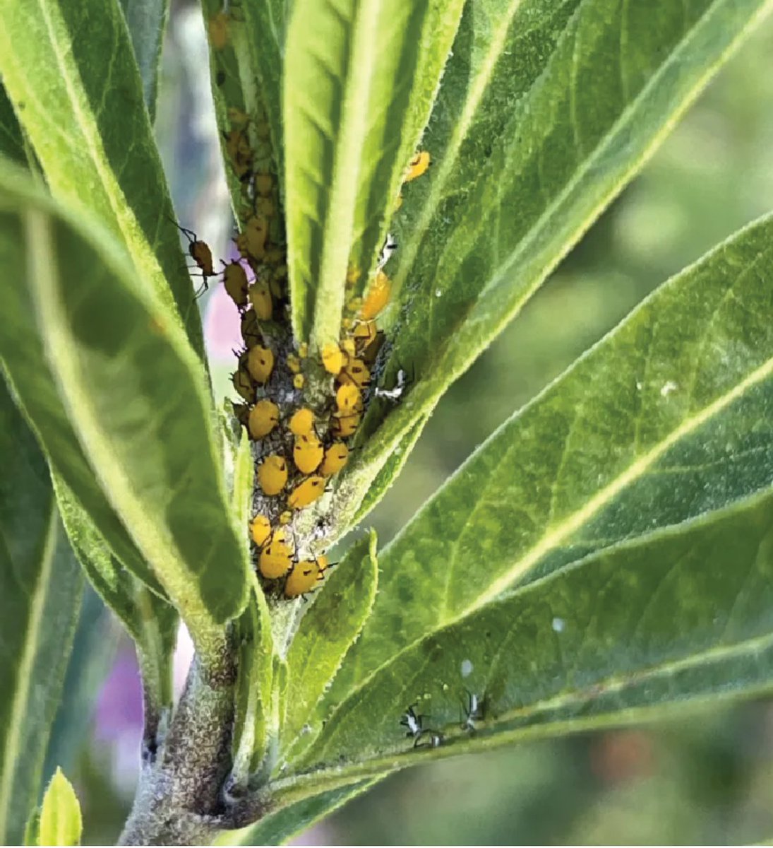 A single aphid can produce up to 80 offspring in a week—no wonder infestations feel sudden! UC Master Gardener Susan Pransky shares how to manage them naturally without harming ladybugs or lacewings. Learn more: bit.ly/3FraINY  #UCCE  #UCIPM