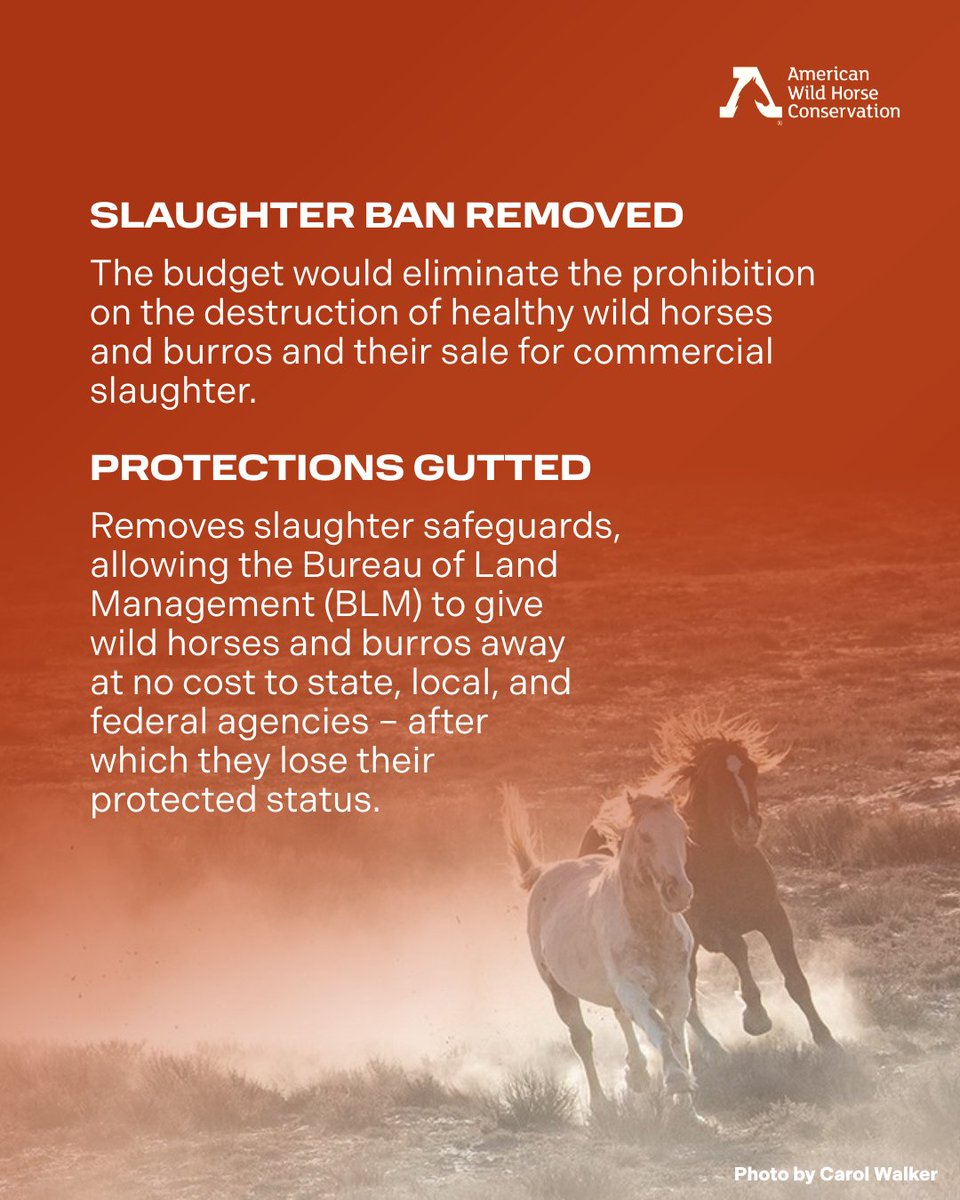FreeWildHorses's tweet photo. Up to 64,000 wild horses and burros currently in holding could be shipped to slaughter across U.S. borders under the Trump Administration’s FY26 budget proposal. We’ve been here before and together, through the power of your advocacy, we kept slaughter OFF the table. Stay tuned. https://t.co/G19cGdXj5j