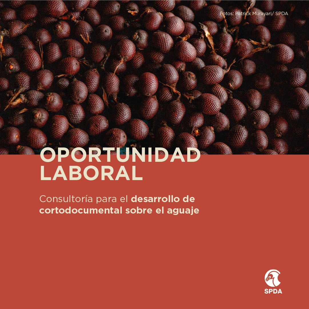 👩🏽‍💻👨🏽‍💻 #OportunidadLaboral | Consultoría para el desarrollo de cortodocumental sobre el aguaje y su valor cultural en la Amazonía. 
➡ Postulaciones hasta el 16/06/2025
➡ TDR: bit.ly/3ZfEhZA