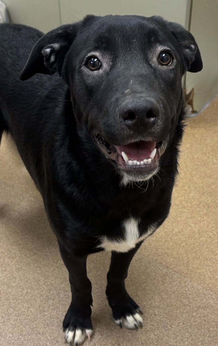 TomJumboGrumbo's tweet image. Sweet Elphaba #251422 (the black dog) is just a baby at 18 months old. She arrived with her friend Glinda, who’s safe in her forever home. Now it’s Elphaba’s turn. This beautiful puppy waits in dangerous Apple Valley CA, and without help, she won’t make it out alive. Let’s not…