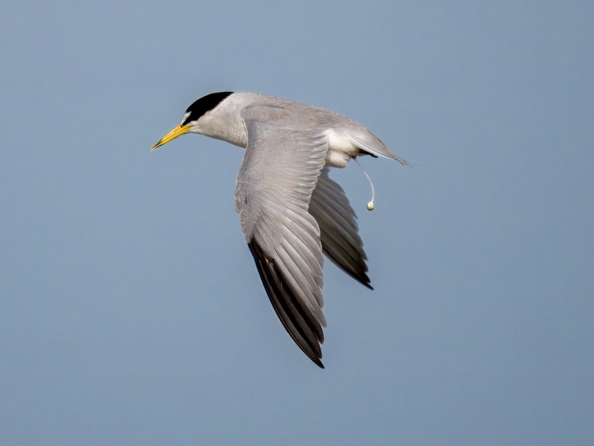 Least Tern making a statement. Just let yourself go