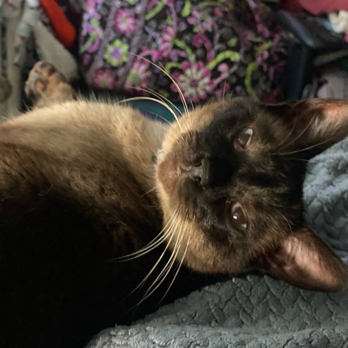 kelly2819's tweet photo. Whisker love ♥️😻♥️!
@tippyandmerle
#Wednesday #WhiskerWednesday #Whisker #CatsOfSanFrancisco #CatsOfInstagram #Cats_Of_Instagram #SiameseCat #SiameseCatsOfInstagram #Siamese #Meezer #MeezersOfInstagram #AdoptDontShop #RescueCat #RescueCatsOfInstagram #TippyAndMerle https://t.co/TbFbtbBO4w