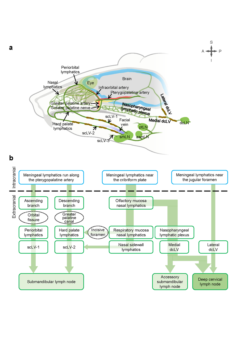 New Non-Invasive Method Discovered to Enhance Brain Waste Clearance
– IBS researchers uncover a key drainage route for brain waste and show it can be enhanced by precise non-invasive lymphatic stimulation –

ibs.re.kr/cop/bbs/BBSMST…