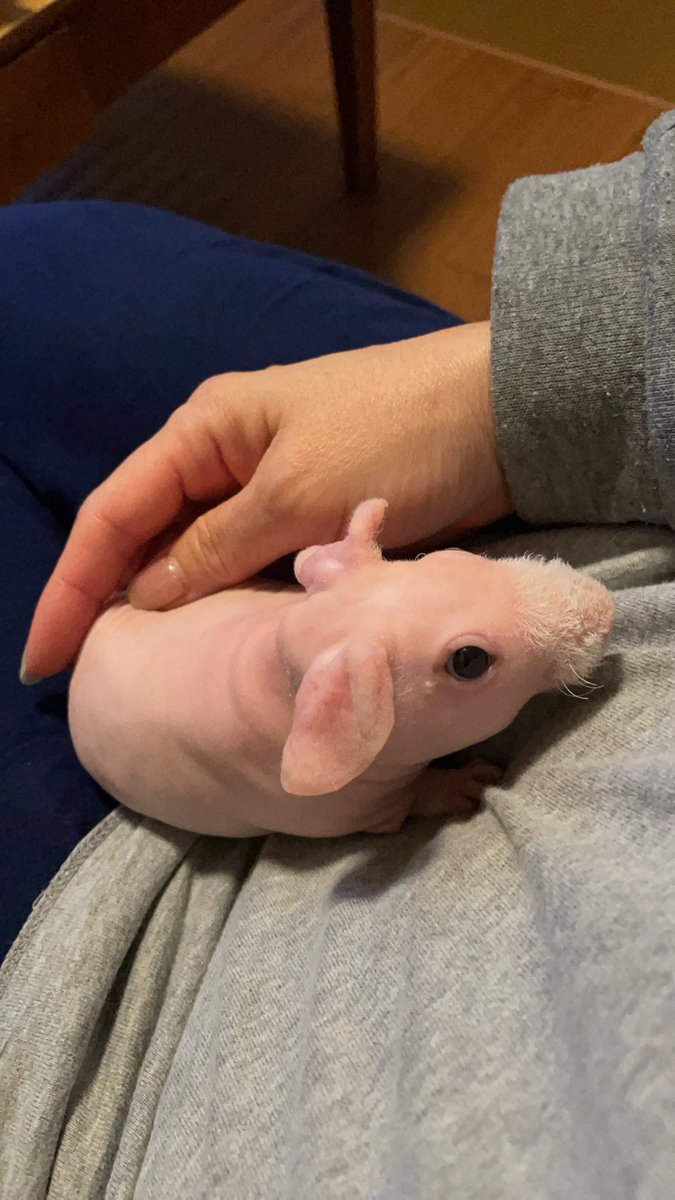 最後1ヶ月を過ぎてむちむちに成長中🐖💕
中々のやんちゃ君❣️
#スキニーギニアピッグ
#スキニーギニアピッグベビー
＃レアカラー
#モルモット好きと繋がりたい