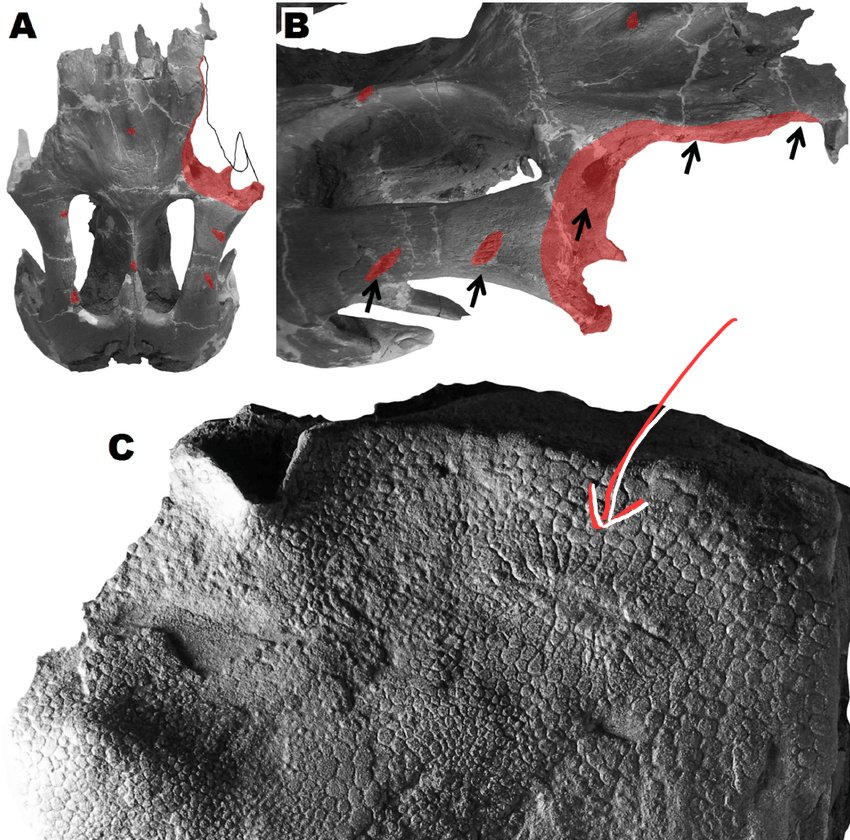 NOBODY TOLD ME WE HAD AN EDMONTOSAURUS THAT GOT A PIECE OF ITS HEAD BITTEN OFF AND LIVED TO HEAL IT OFF

and also shows a preserved skin patch showing a healed scar on it!!

researchgate.net/figure/A-dorsa…