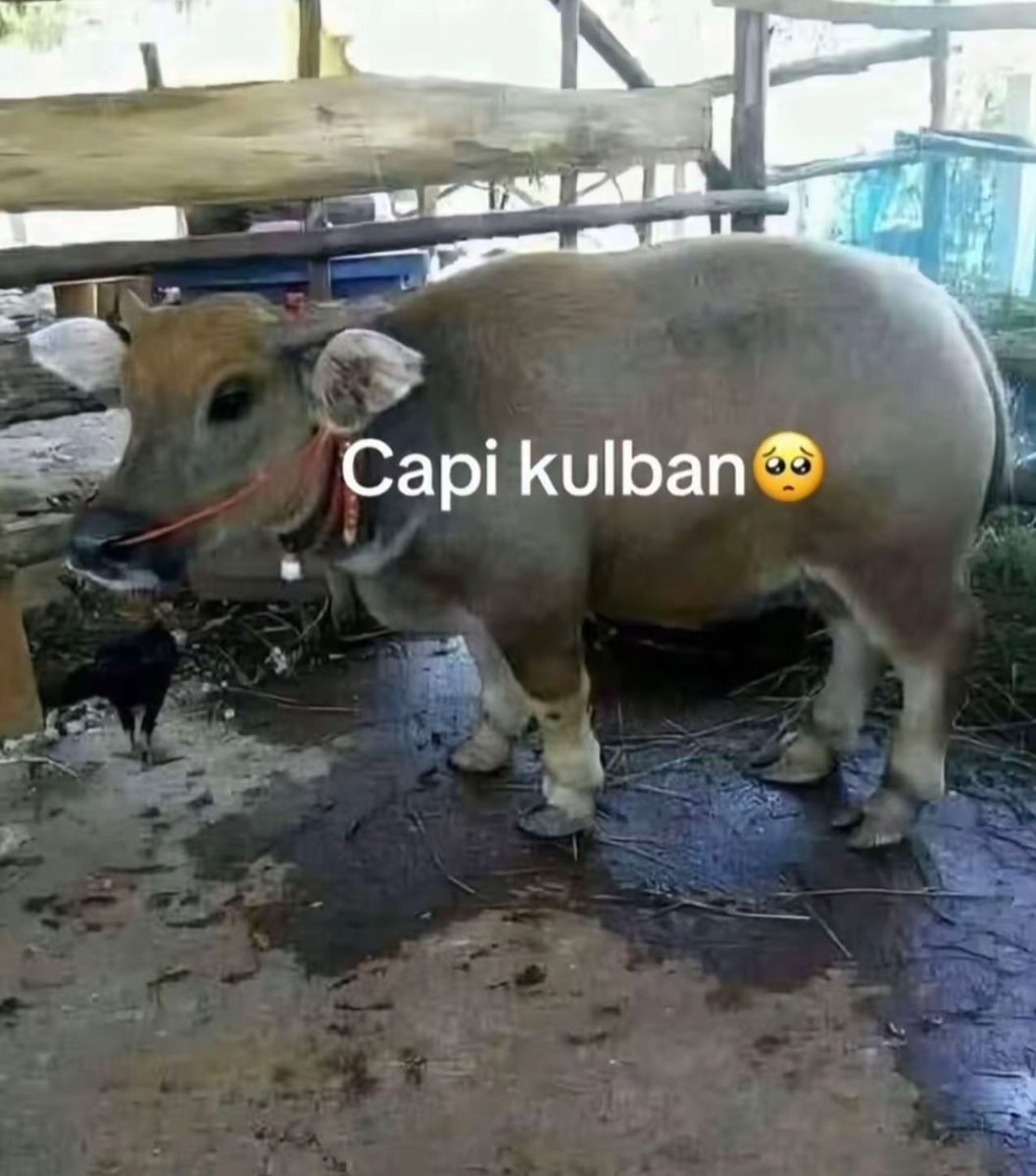 Ketawa itu GRATIS 🛩 (@kucengterbanggg) on Twitter photo 