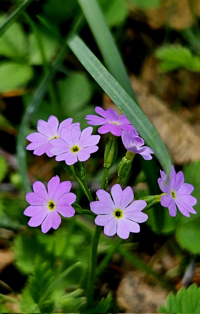 ӨГЛӨӨНИЙ МЭНДЭЭ 🔅

Happy Thursday. Good morning, everyone  🌱⚘️🌱⚘️🌱⚘️🌱
#flowers #TLを花でいっぱいにしよう #Mongolia 🇲🇳