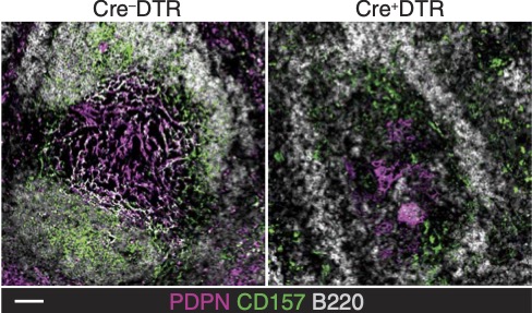 Scott Mueller (@smuellerlab) on Twitter photo Fibroblasts continue to reveal their secrets! | Splenic fibroblastic reticular cells orchestrate dendritic cell maturation & facilitate CD8 T cell priming & protective memory | Science Advances science.org/doi/10.1126/sc… <a href="/yannoudesbois/">Yannick Alexandre</a> <a href="/UniMelb/">University of Melbourne</a>
<a href="/TheDohertyInst/">Doherty Institute</a> Fibroblasts continue to reveal their secrets! | Splenic fibroblastic reticular cells orchestrate dendritic cell maturation & facilitate CD8 T cell priming & protective memory | Science Advances science.org/doi/10.1126/sc… <a href="/yannoudesbois/">Yannick Alexandre</a> <a href="/UniMelb/">University of Melbourne</a>
<a href="/TheDohertyInst/">Doherty Institute</a>