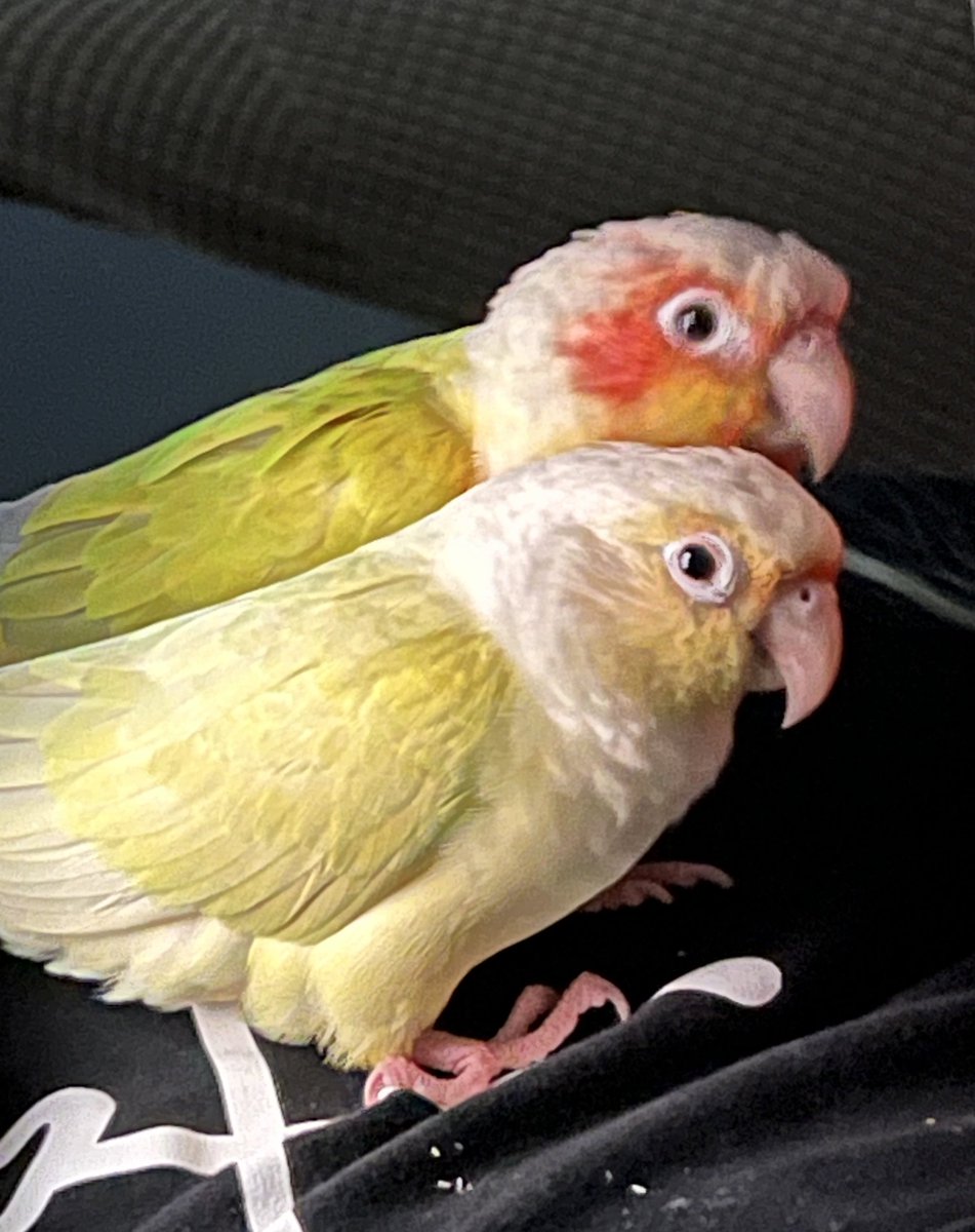 졸리면 새장 들어가서 자