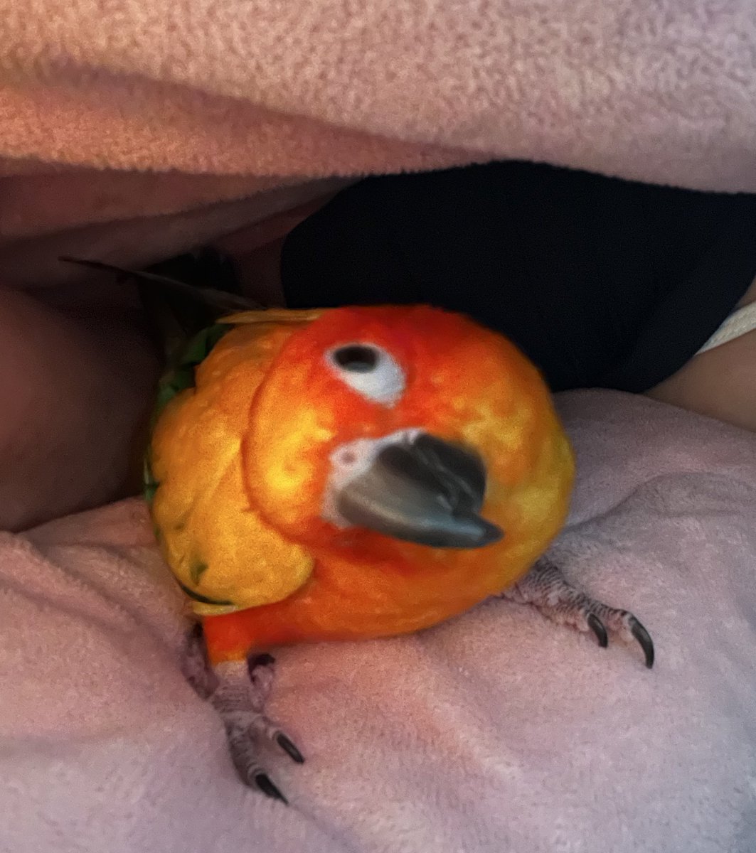 졸다가 기분 좋아서 꿍꾸룽하다가
위에 갑자기 빤히 쳐다보기