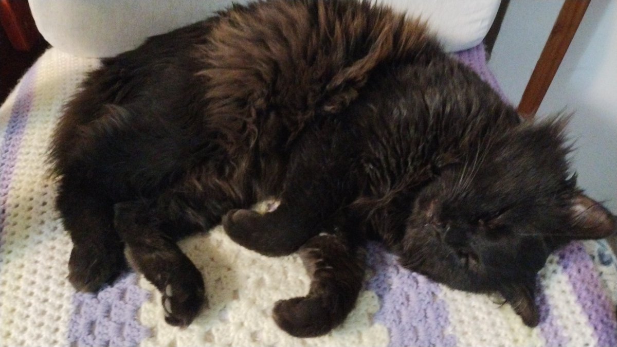Bearitahae's tweet photo. Es un gato rata porque vive en la calle y en mi casa, con el carrito podría llevarlo al vet a vacunarse.  #MiMascotaRata https://t.co/cxUySdyh7z