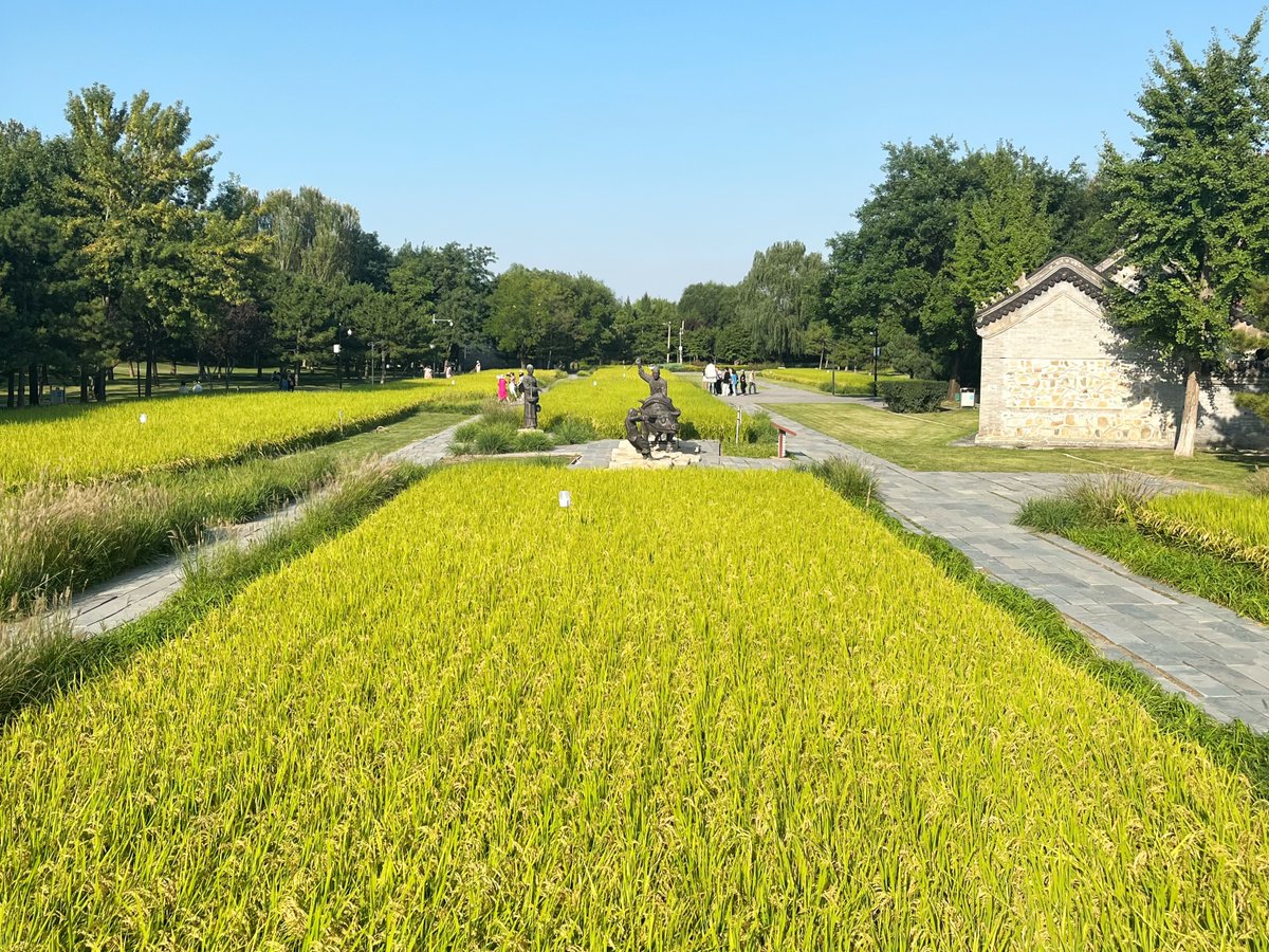 As #GrainInEar (#Mangzhong) arrives, #BeiwuPark’s #Jingxirice fields sway gently in the breeze—echoes of #Beijing’s rural past in the heart of the city. A quiet reminder of tradition, nature, and seasonal rhythm. 🌾#BeijingCulture #SolarTerms #VisitBeijing https://t.co/73GnYYWIqI