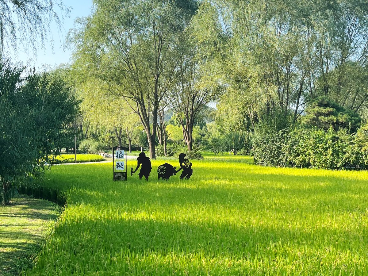 As #GrainInEar (#Mangzhong) arrives, #BeiwuPark’s #Jingxirice fields sway gently in the breeze—echoes of #Beijing’s rural past in the heart of the city. A quiet reminder of tradition, nature, and seasonal rhythm. 🌾#BeijingCulture #SolarTerms #VisitBeijing https://t.co/73GnYYWIqI