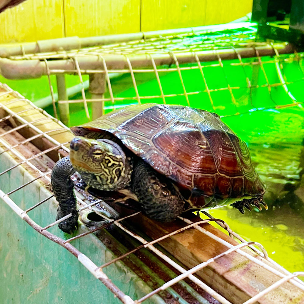 reptilescafe's tweet photo. 真夏日予報で気温上昇中の横浜
お店は通常営業（11時〜17時、L.O.16時）です

写真は
#クサガメ さんです

#ChineseThreeKeeledPondTurtle
#ReevesPondTurtle https://t.co/9Ptxyn1Vrf