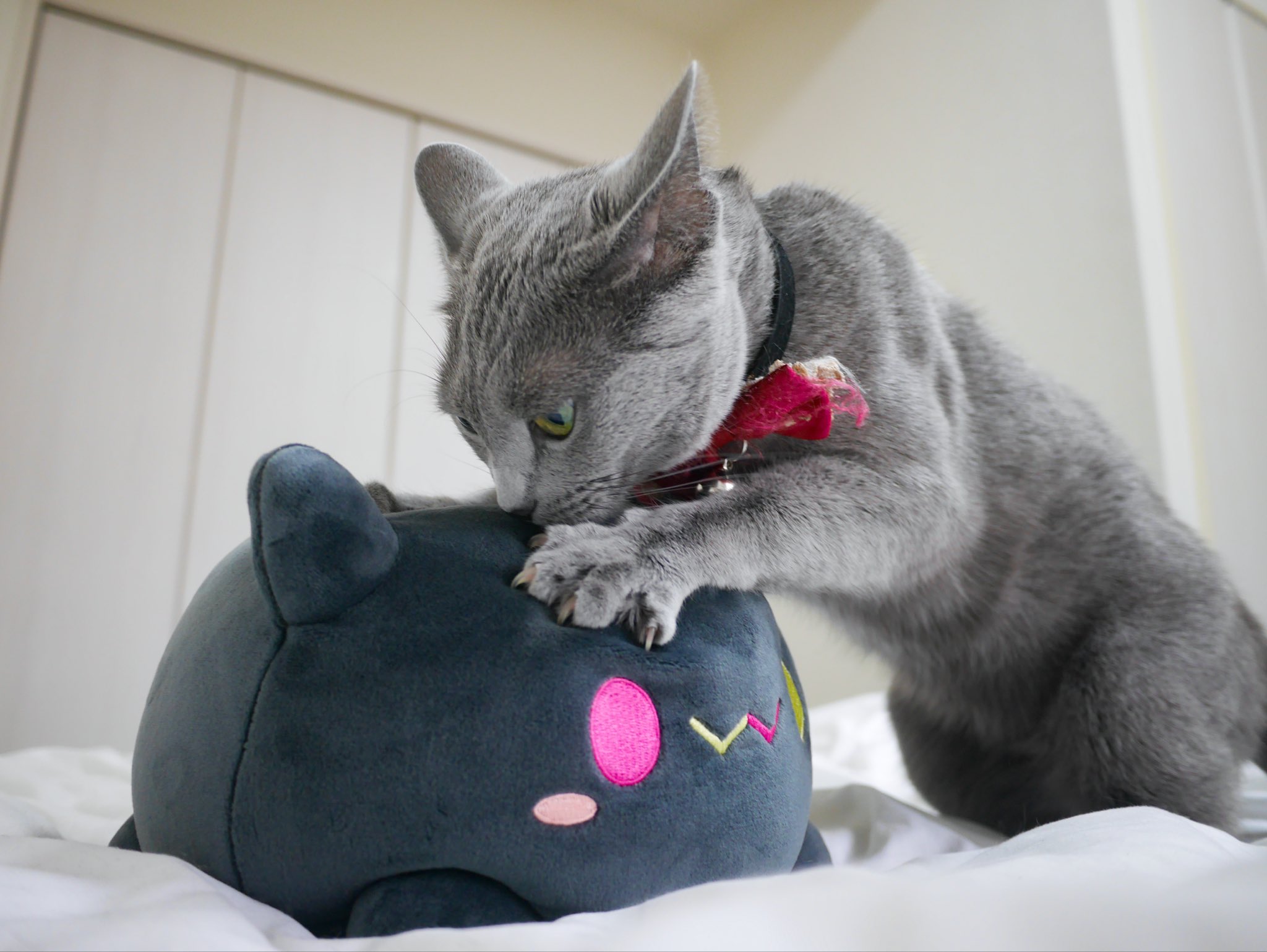 松風ねこころ on X: 