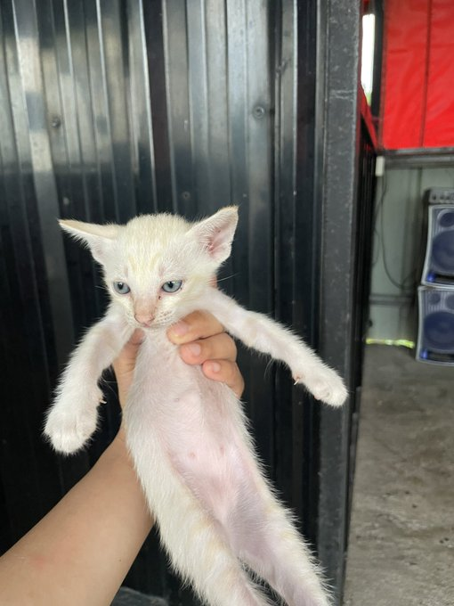 ลูกแมวจรหาบ้านค่ะ แม่แมวจรมาคลอดไว้ เราไม่สามารถเลี้ยงได้
- ตัวผู้ 2 ตัวเมีย 1
- อายุ 1 เดือน
- พิกัด รังสิต ปทุมธานี นนทบุรี ราชพฤกษ์
-สนใจอุปการะติดต่อ 0859752842 หรือไลน์ Id: gma29 หรือ <a href="/llaloe_papa2020/">llaloe</a>  ได้เลยค่ะ 
#แมวหาบ้าน #หาบ้านให้แมว #หาบ้านให้น้องแมว #ทาสแมว #แมวจร